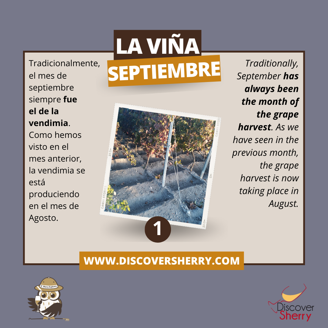 La Viña en Septiembre, The Vineyard in September